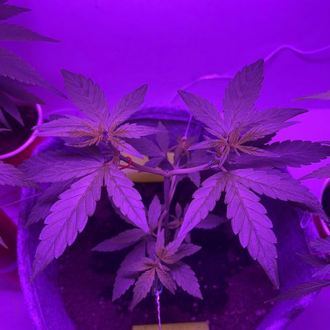 Amnesia haze auto growlog timeline photo