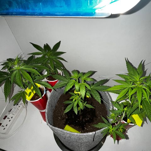 Amnesia haze auto growlog timeline photo