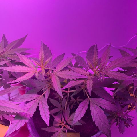 Amnesia haze auto growlog timeline photo