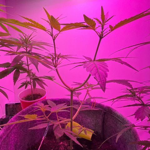Amnesia haze auto growlog timeline photo