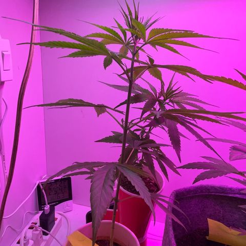 Amnesia haze auto growlog timeline photo