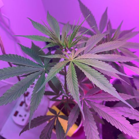 Amnesia haze auto growlog timeline photo