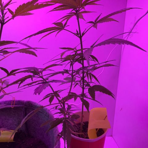 Amnesia haze auto growlog timeline photo
