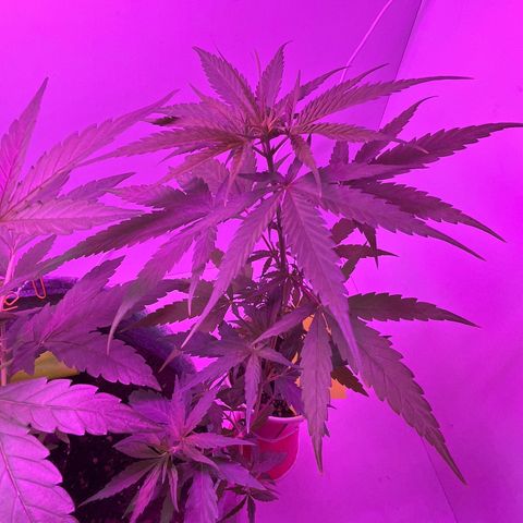 Amnesia haze auto growlog timeline photo