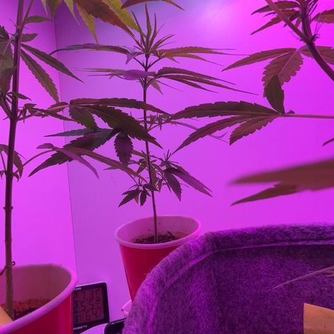 Amnesia haze auto growlog timeline photo
