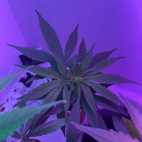Amnesia haze auto growlog timeline photo