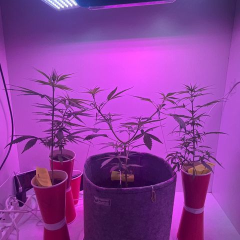 Amnesia haze auto growlog photo: 2 50w led (6500k) added