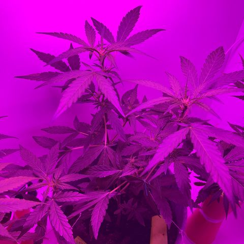 Amnesia haze auto growlog timeline photo
