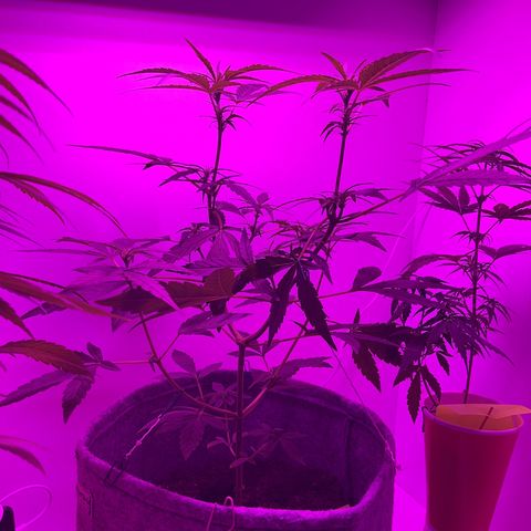 Amnesia haze auto growlog timeline photo