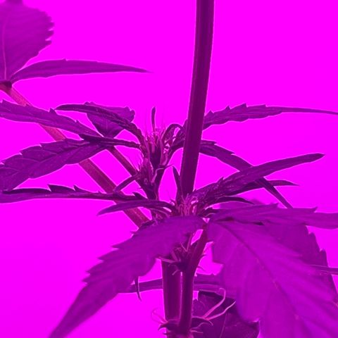 Amnesia haze auto growlog timeline photo