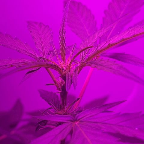 Amnesia haze auto growlog timeline photo