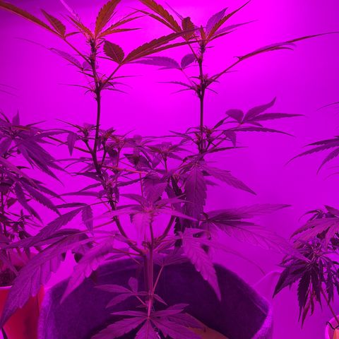 Amnesia haze auto growlog timeline photo