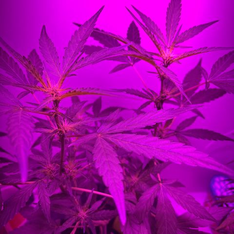 Amnesia haze auto growlog timeline photo