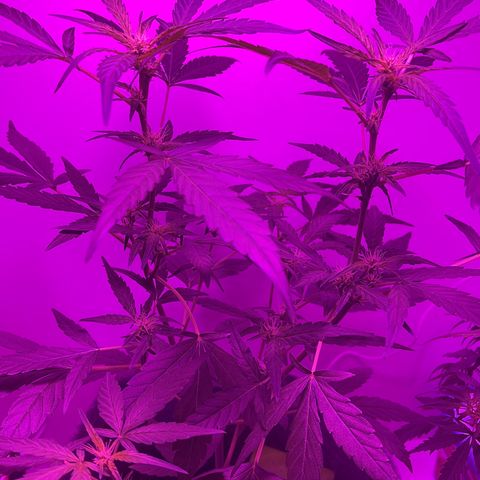 Amnesia haze auto growlog timeline photo