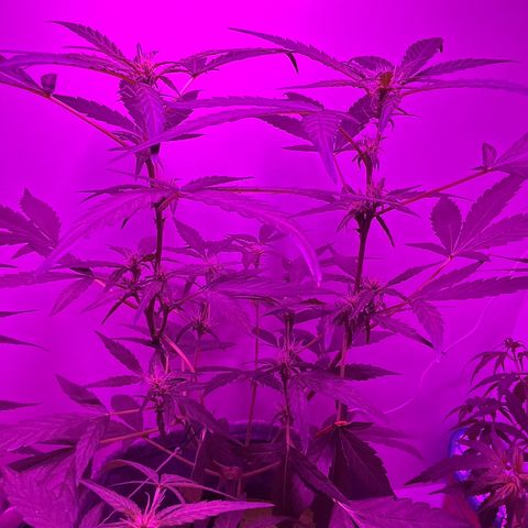 Amnesia haze auto growlog timeline photo
