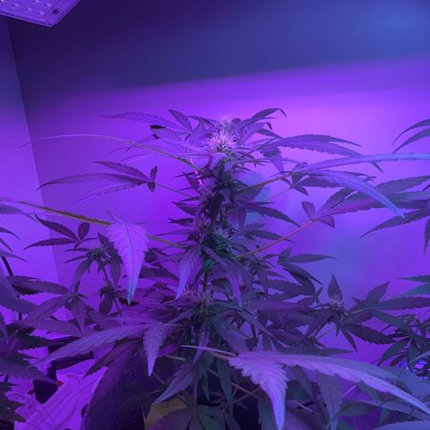 Amnesia haze auto growlog timeline photo