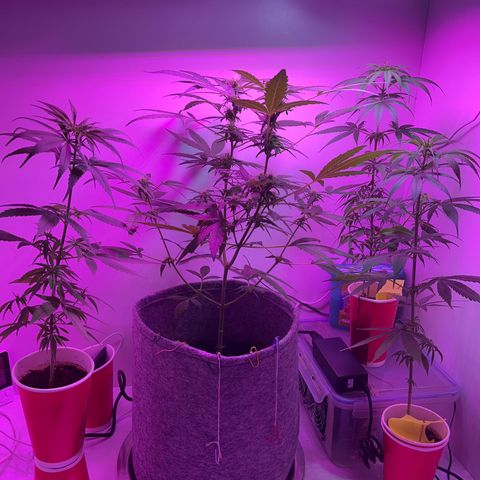 Amnesia haze auto growlog timeline photo