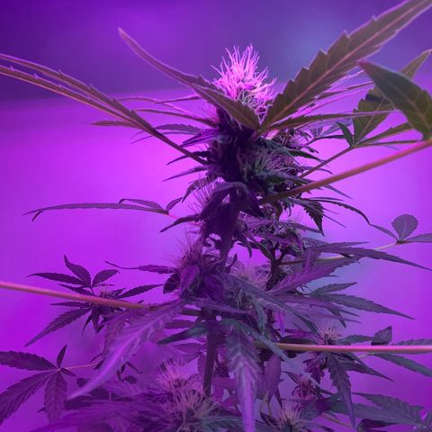 Amnesia haze auto growlog timeline photo