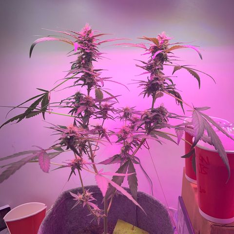 Amnesia haze auto growlog timeline photo