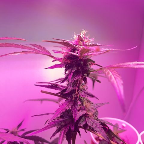Amnesia haze auto growlog timeline photo