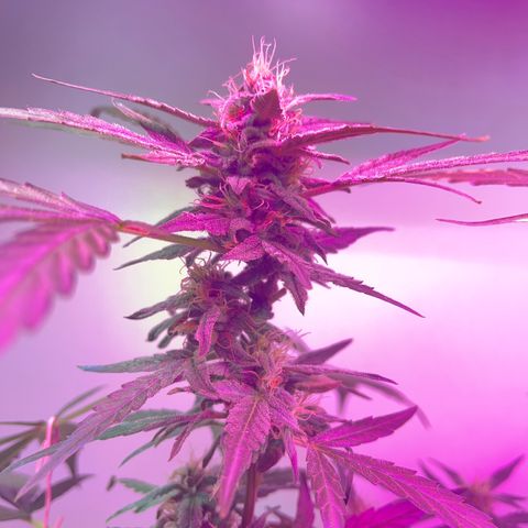Amnesia haze auto growlog timeline photo