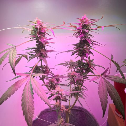 Amnesia haze auto growlog timeline photo