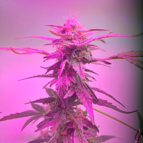 Amnesia haze auto growlog timeline photo