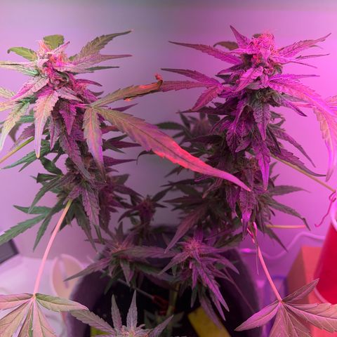 Amnesia haze auto growlog timeline photo