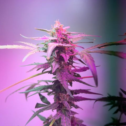Amnesia haze auto growlog timeline photo