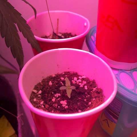 Auto Northern Lights growlog timeline photo