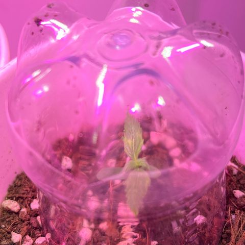 Auto Northern Lights growlog timeline photo
