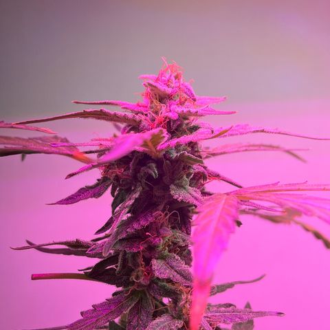 Amnesia haze auto growlog timeline photo