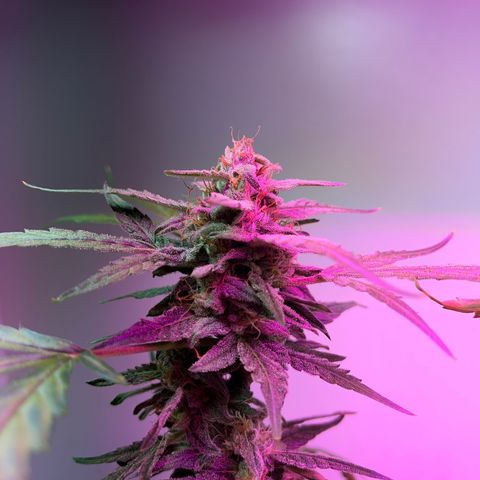 Amnesia haze auto growlog timeline photo