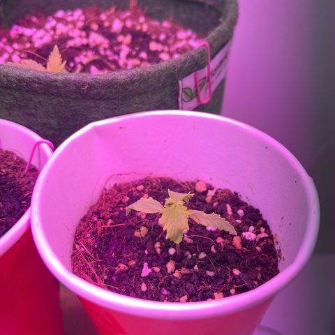 Auto Northern Lights growlog timeline photo