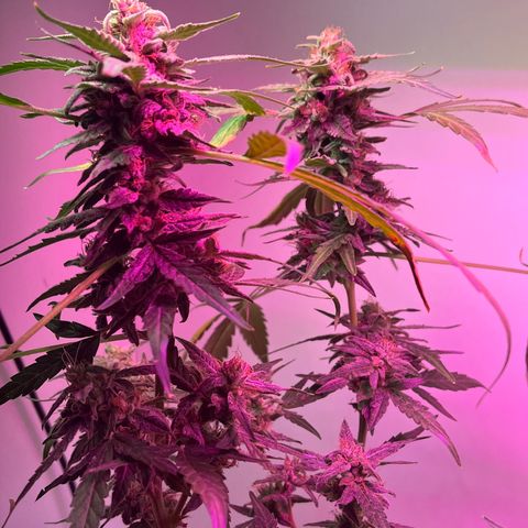 Amnesia haze auto growlog timeline photo