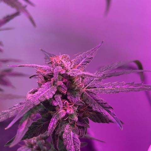 Amnesia haze auto growlog timeline photo