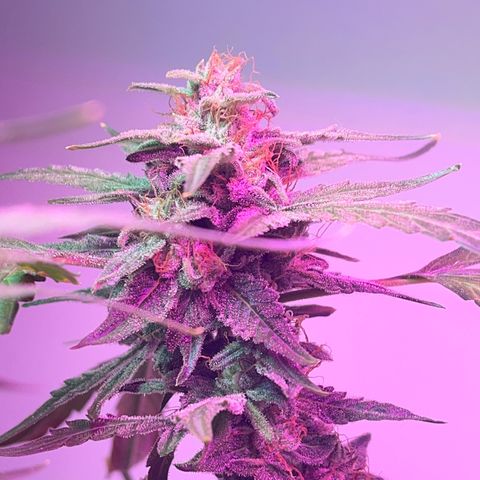 Amnesia haze auto growlog timeline photo