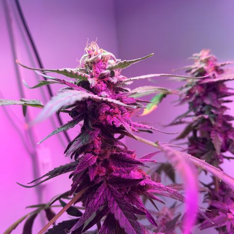Amnesia haze auto growlog timeline photo