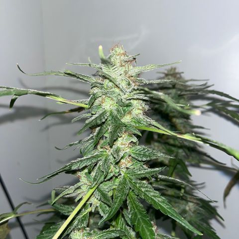 Amnesia haze auto growlog timeline photo