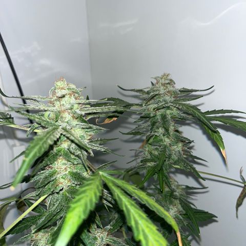 Amnesia haze auto growlog timeline photo