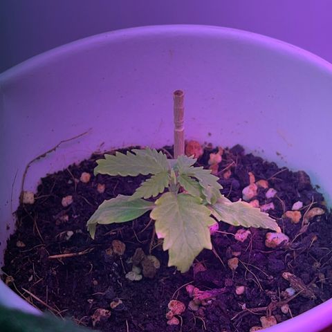 Auto Northern Lights growlog timeline photo