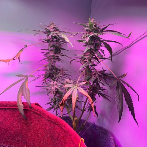 Amnesia haze auto growlog timeline photo
