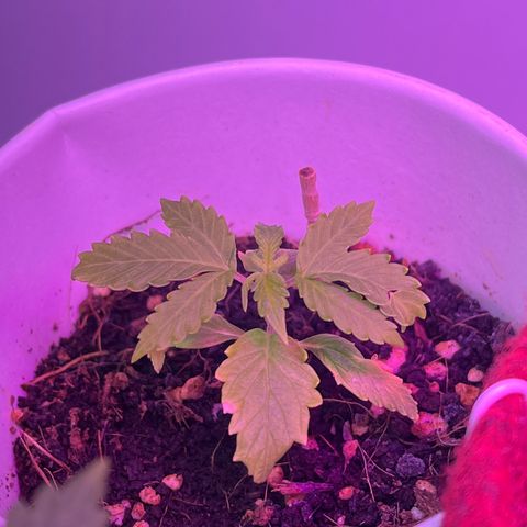 Auto Northern Lights growlog timeline photo