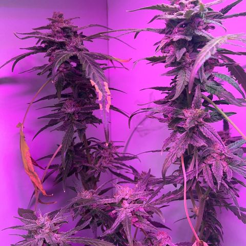 Amnesia haze auto growlog timeline photo