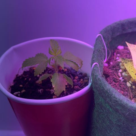 Auto Northern Lights growlog timeline photo
