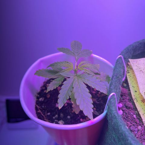 Auto Northern Lights growlog timeline photo