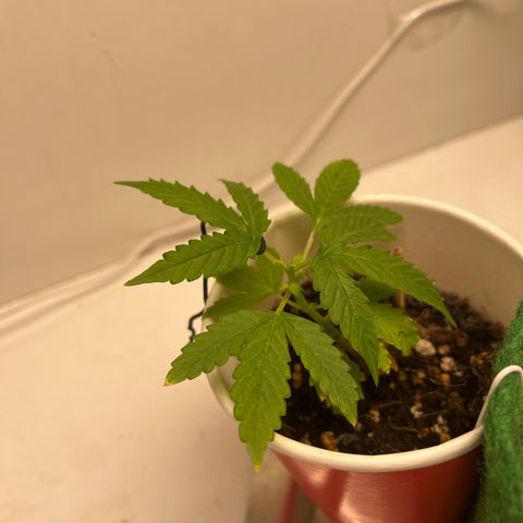 Auto Northern Lights growlog timeline photo