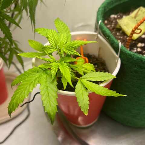 Auto Northern Lights growlog timeline photo