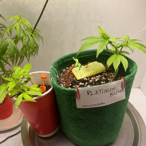 Auto Northern Lights growlog timeline photo