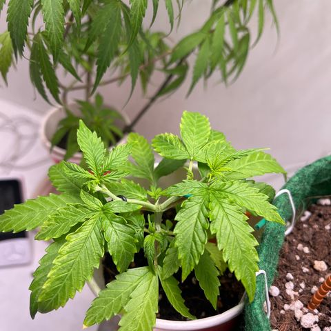 Auto Northern Lights growlog timeline photo